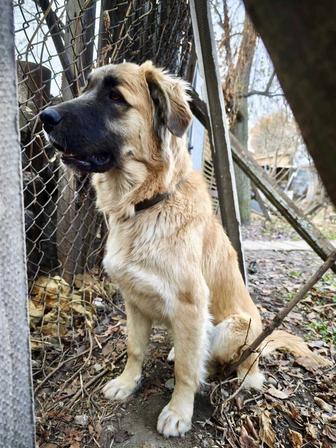 Крупная рыжая собака, подойдет для охраны