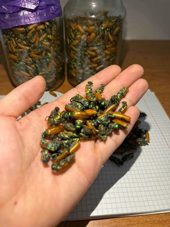 Алтын коныз свежий майский жук золотой жук алтын қоңыз простатит