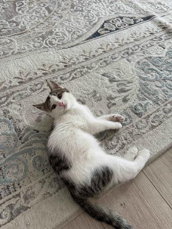 Отдам котенка в добрые руки