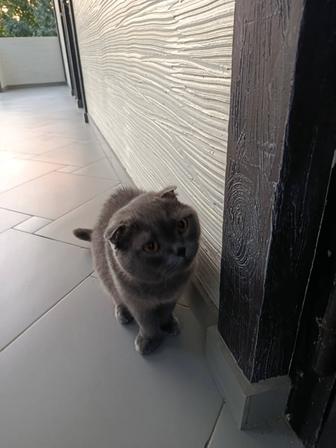 Домашние животные