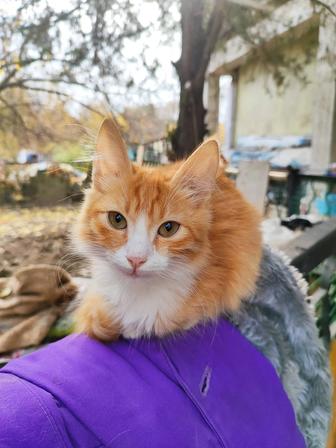 Отдам котенка мальчика