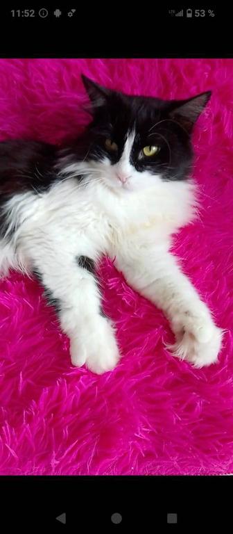 Отдается кастрированный котик 2 года