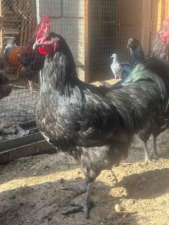 Продам петухов породы австролорп