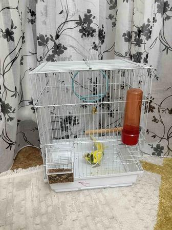Продам попугая
