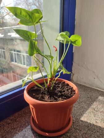 Антуриум,( мужское счастье) красный, цветущий.