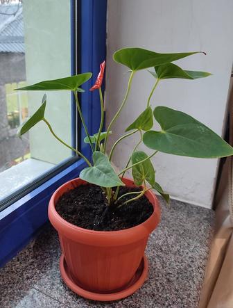 Антуриум,( мужское счастье) красный, цветущий.