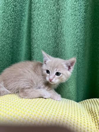 Котенок Как львенок