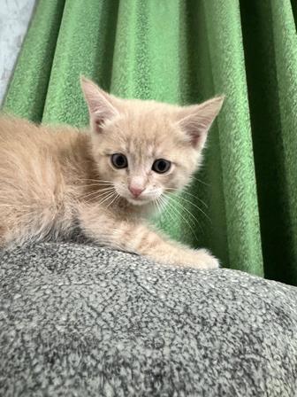 Котенок Как львенок