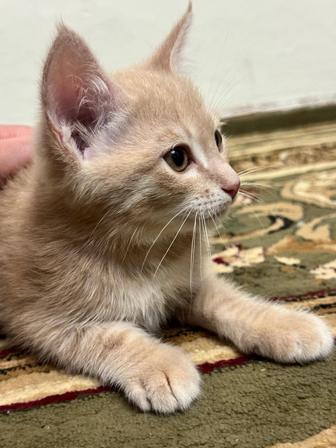 Котенок Как львенок