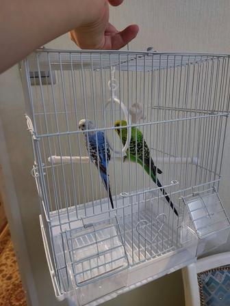 Попугайчики 2 штуки клеткой, корм