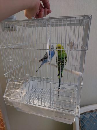Попугайчики 2 штуки клеткой, корм