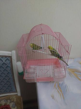 Попугайчики 2 штуки клеткой, корм