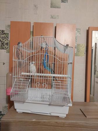 Попугайчики 2 штуки клеткой, корм