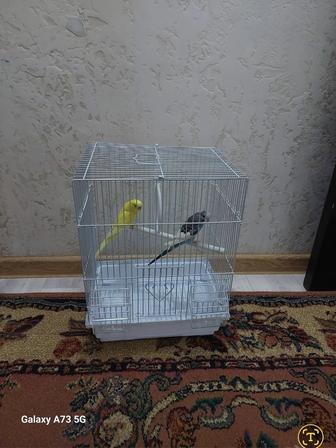 Попугайчики 2 штуки клеткой, корм