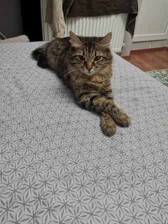 Кошки
