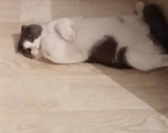 Ищу Кота