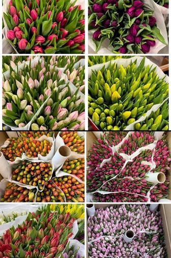 Тюльпаны 1 шт-550