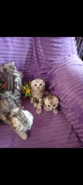 Продаются замечательные клубные шотландские котята с родословной.