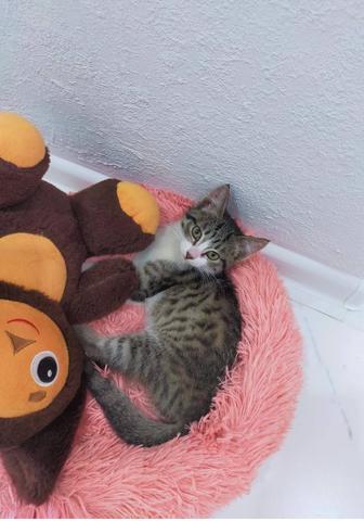 Отдам котенка в добрые руки