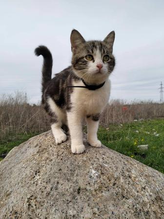 Котята девочка стерилизованные