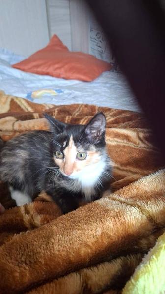 Отдам котенка 3 мес девочка трехцветка