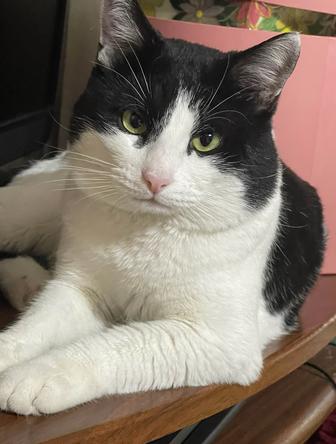 Кота в хорошие руки в дом с обеспечением