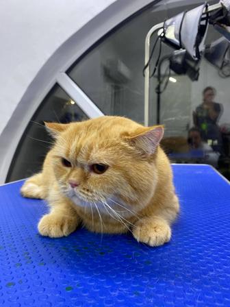 Отдам котов в хорошие руки