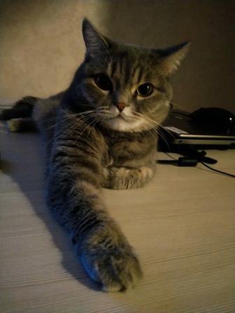 Отдам кошку в добрые руки