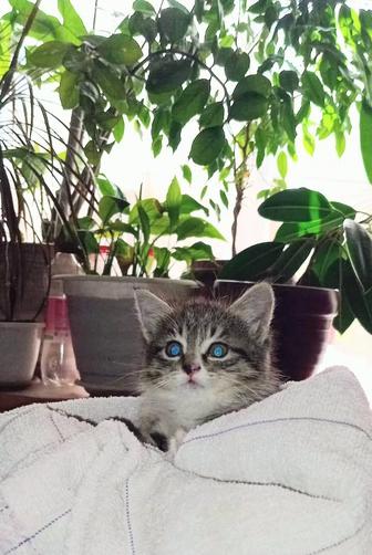 Котенок девочка 1 мес в хорошие руки