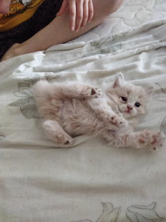 Котята персики .