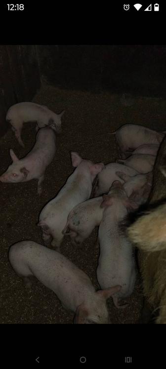 Продам месячных поросят.