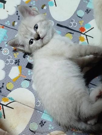 Котята бесплатно