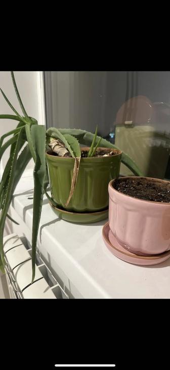 Срочно продам алоэ вера