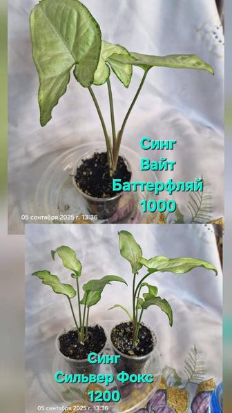 Домашние растения