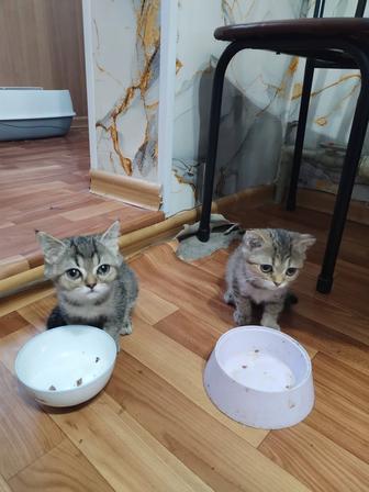 Продам котят скоттиш страйт шиншиллы