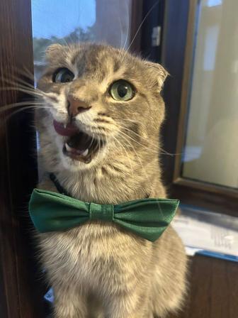 Передержка кошек