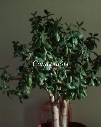 Продам цветы