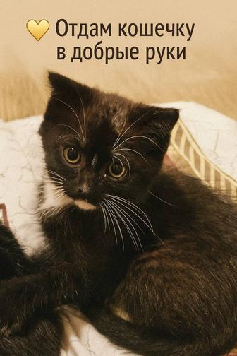 Отдам кошечку в добрые руки