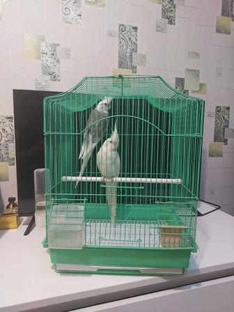 Корелла пара клеткой, корм