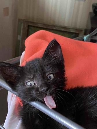 Котик ждет тебя