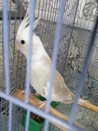 Кореллы домашние, местные, молодые