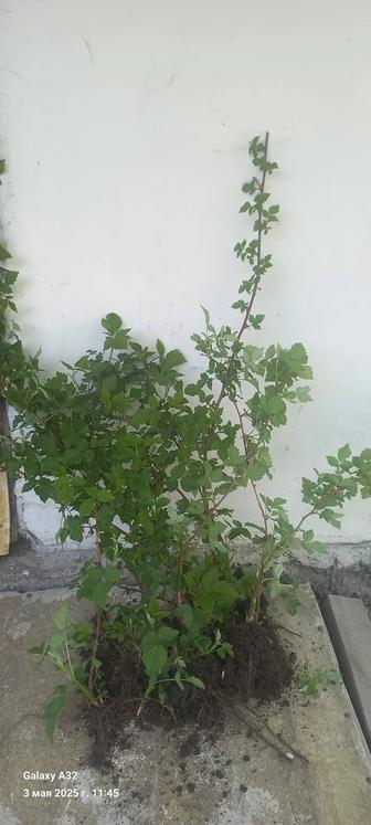 Продам малину