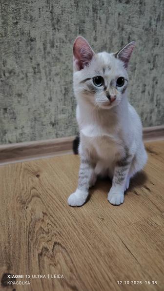 В ответственные руки кошечка