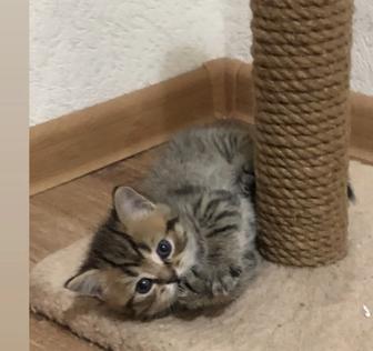 Платная передержка для кошек и котят