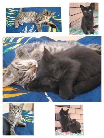 Котята