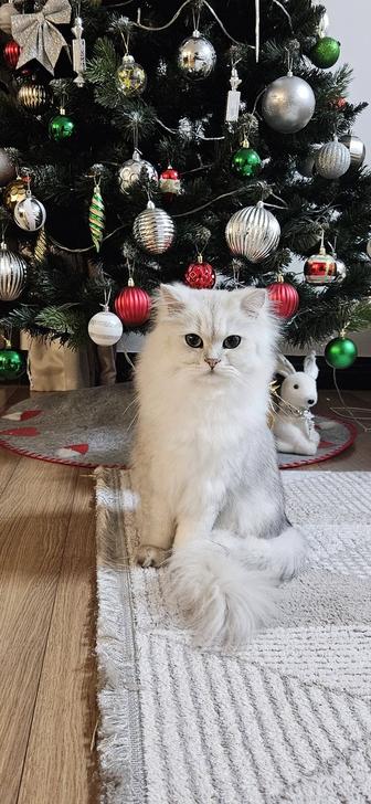 Кот Британец длинношерстный