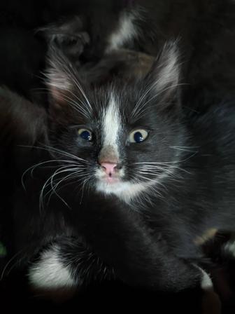 Ищу котятам ласковые ручки