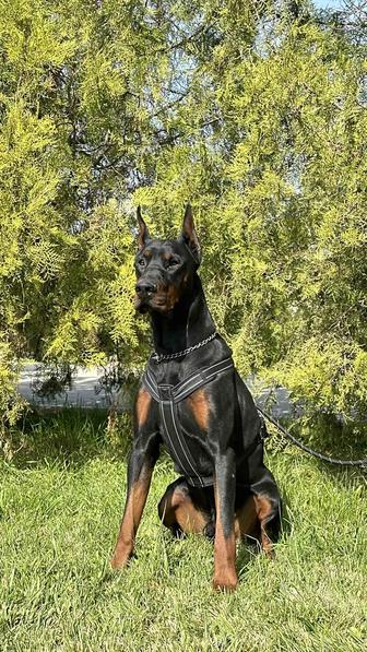 Доберман для съемок и фотографий