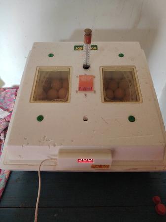 Суточные цыплята Австралорп, Джерси гигант