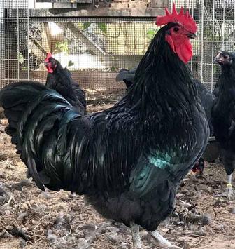 Суточные цыплята Австралорп, Джерси гигант